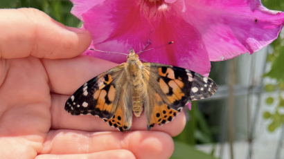 Schmetterling-Distelfalter2026