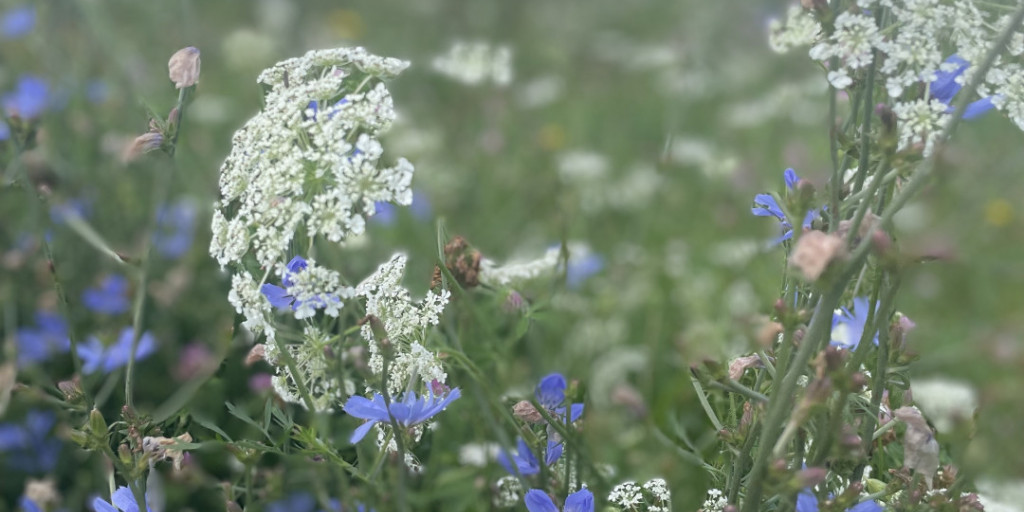 Blaue Wildblumen und weiße Blüten blühen auf einer grünen Wiese unter einem klaren Himmel.